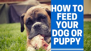 How To Feed A Dog Or Puppy Correctly