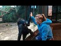 Baby Gorilla Kindi makes friends plays with little girl Louisville Zoo