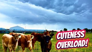 Prepare for Cuteness: Baby Highland Cows by Junod Acres Homestead 2,449 views 2 weeks ago 8 minutes, 39 seconds
