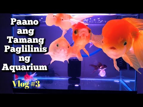 How to Clean your Aquarium – UTOL HOBBIES – Tagalog – Goldfish – Important Tips – Vlog #3 How to Clean your Aquarium – UTOL HOBBIES – Tagalog – Goldfish – Important Tips – Vlog #3
