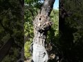 ağaçtan arı nasıl alınır