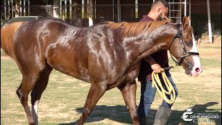 🔥Mascarillo C. 01-02 de Sinaloa🔥. Fresno Hipodromo, SIN.