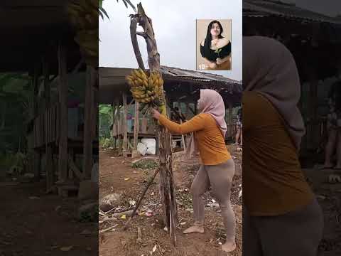 Janda Desa Panen Pisang Komedi Gemoy Komedikuncir Sawah