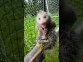 Tiny Opossum Trapped In Soccer Net Gets A Second Chance | The Dodo