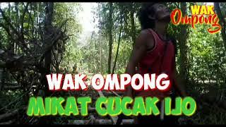 spesial,  pemikat rimba,pemikat burung besar dan burcil, mikat burung termudah, vlog#