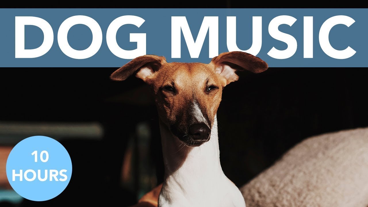 10 HOURS Of Relaxing ASMR Music for Dogs! Soothe Your Dog to Sleep ...