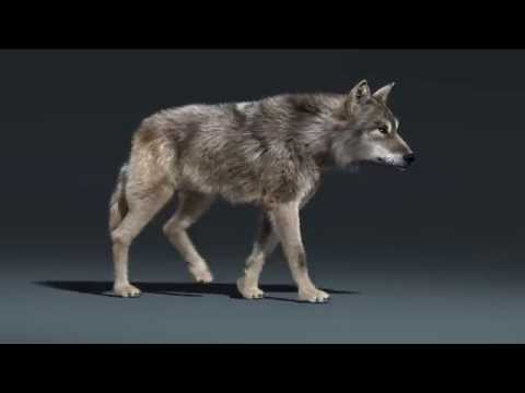 Wolf Walk Cycle Animation
