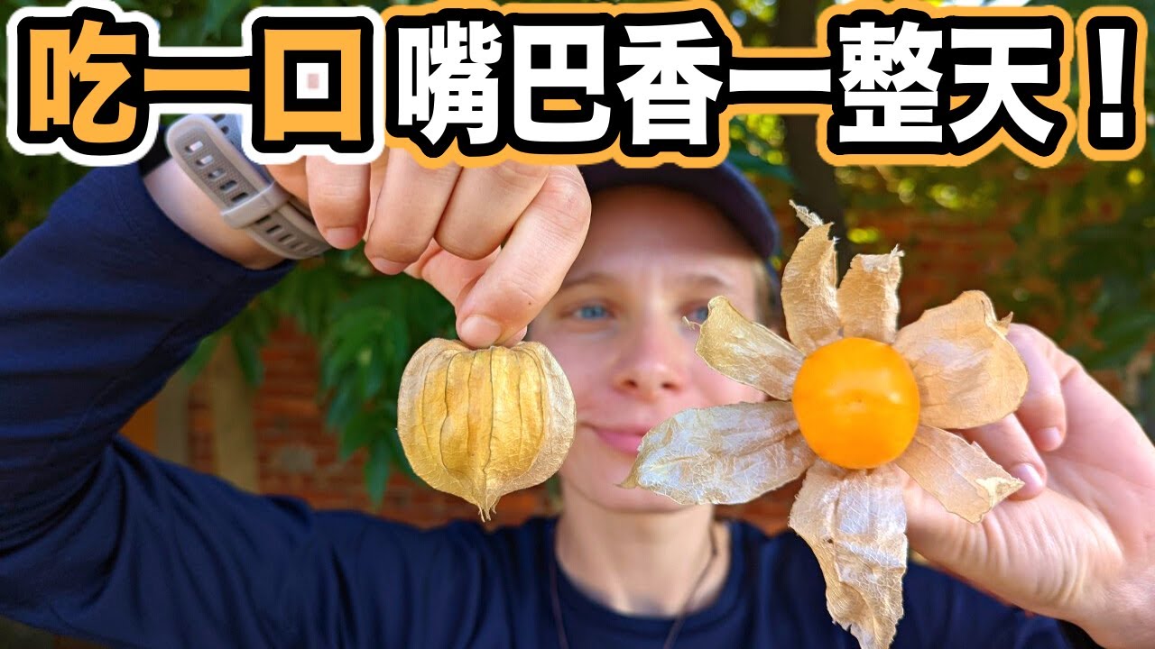 台灣快要消失的奇特水果  吃一口香一整天! 鄉下的天然維他命