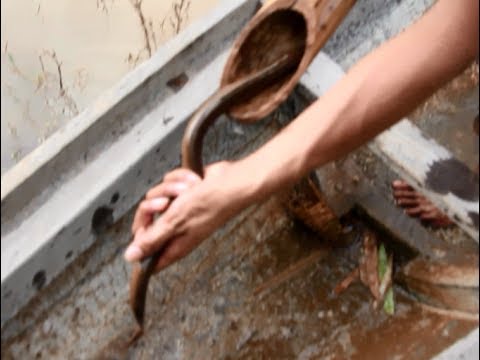 Using Bamboo Trap How To Catch Eels By Using Bamboo Trap In The River.