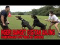 NGERI BANGET GIGITAN ANJING GALAK - HERDER ROTTWEILER DOBERMANN