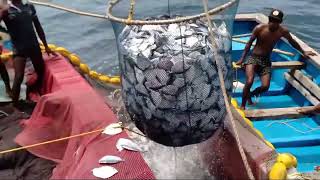 Goan pomfret Fish Huge Quantity !!Sea Fishing!!