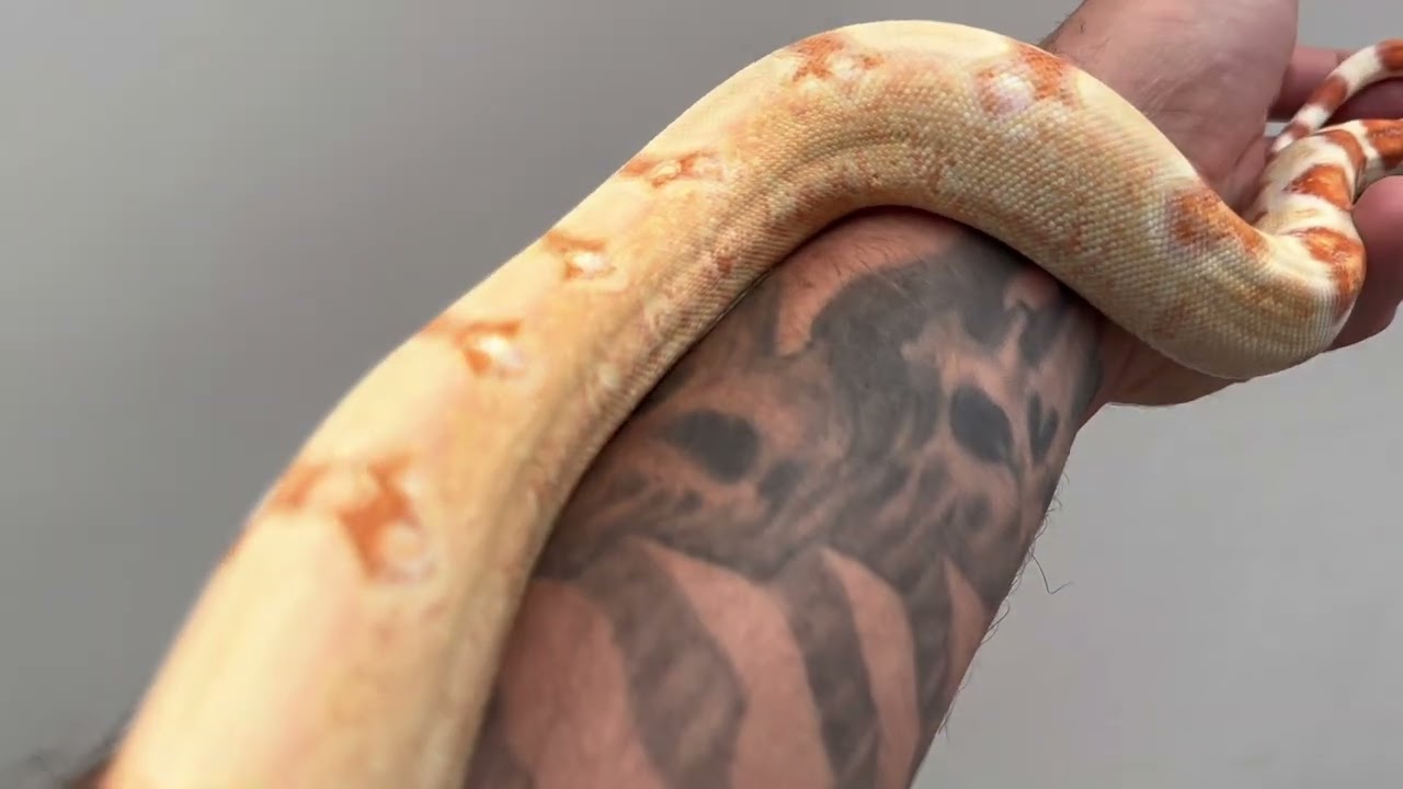 ‘21 RC Pastel Kahl Albino