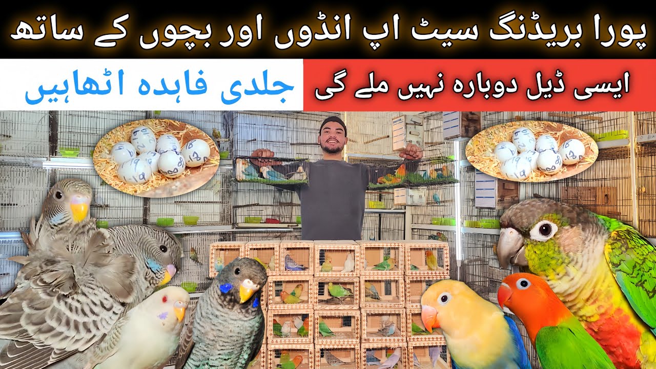 Breeder Setup Bohot Kam Price ma Ap K Lia | Lovebirds,Budgies,Exotic Birds #birdsmarket #birds 