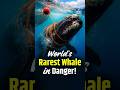 World’s Rarest Whale in Danger! | Rice’s Whale on Brink of Extinction | UPSC | NEXT IAS