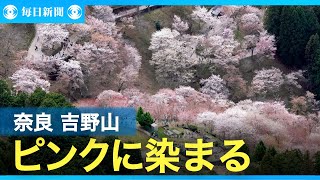 「一目千本」奈良・吉野山の桜見ごろ　淡いピンク色に染まる