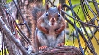 World's Angriest Squirrels Video Compilation