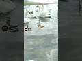 A treat for swans #shorts #birds #animals