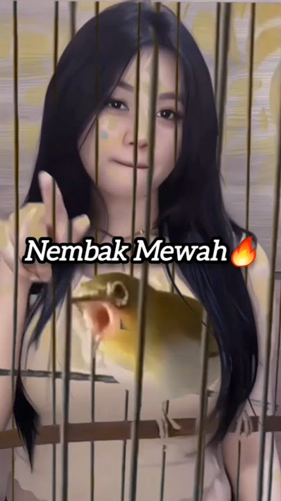 Pleci Buxtoni Nembak Isian Mewah🔥#chimvanhkhuyen #kicaumania #plecimania #plecigacor #pleci #pcmi