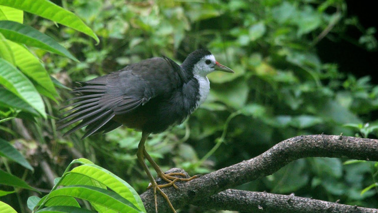 Dahuk / Dahook / Waterhen