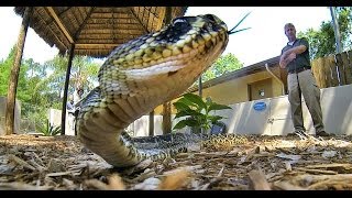 Snakes of Florida: The Good, The Bad & The Friendly