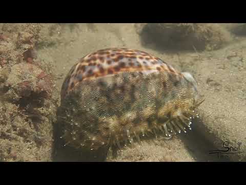 Cypraea tigris - Tiger Cowry