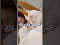 眠いと書いて #白猫 #猫店長 #猫のいる暮らし #cat