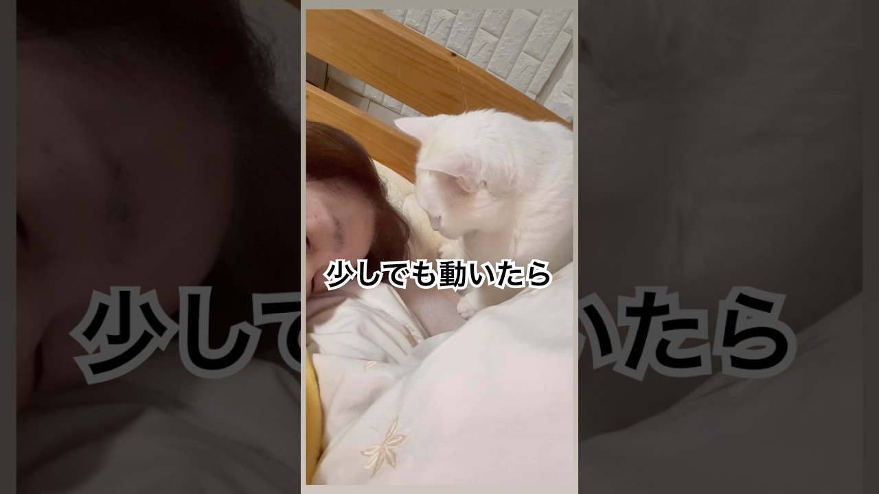 眠いと書いて #白猫 #猫店長 #猫のいる暮らし #cat