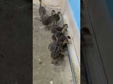 كتكوت نعام عمر اسبوعين