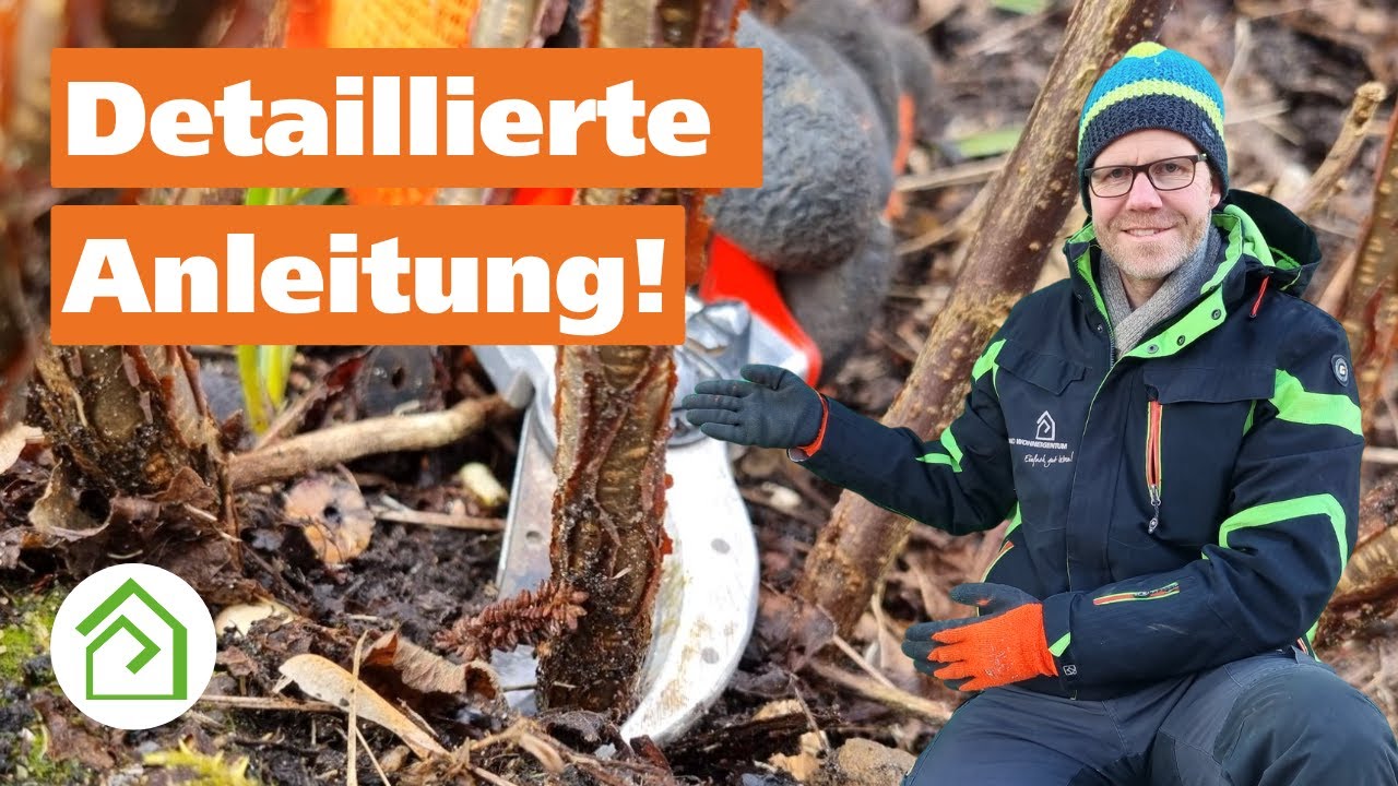 Johannisbeeren schneiden: Mehrere Beispiele & detaillierte Anleitung für rote, weiße & schwarze!
