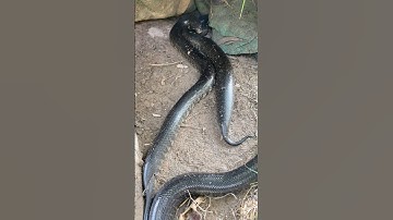 Nên Tránh Xa Khi Gặp 2 Con Rắn Này #short