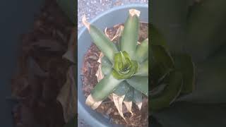 day 17 of growing a pineapple