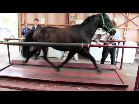 Horse on a treadmill