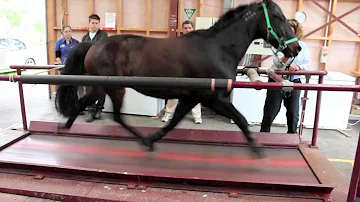 Horse on a treadmill