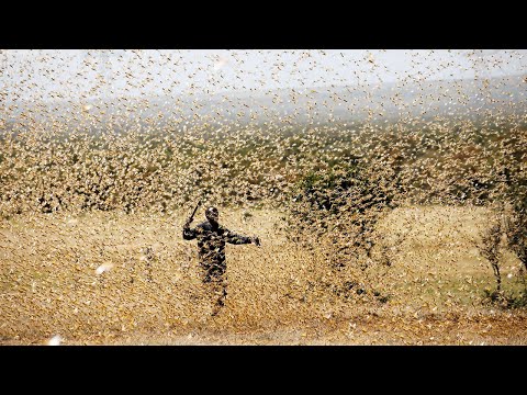 видео: Последствия Массового Скопления Животных