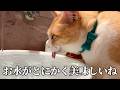 ロビンにもっと成長してもらいたいのでお水を注ぎます