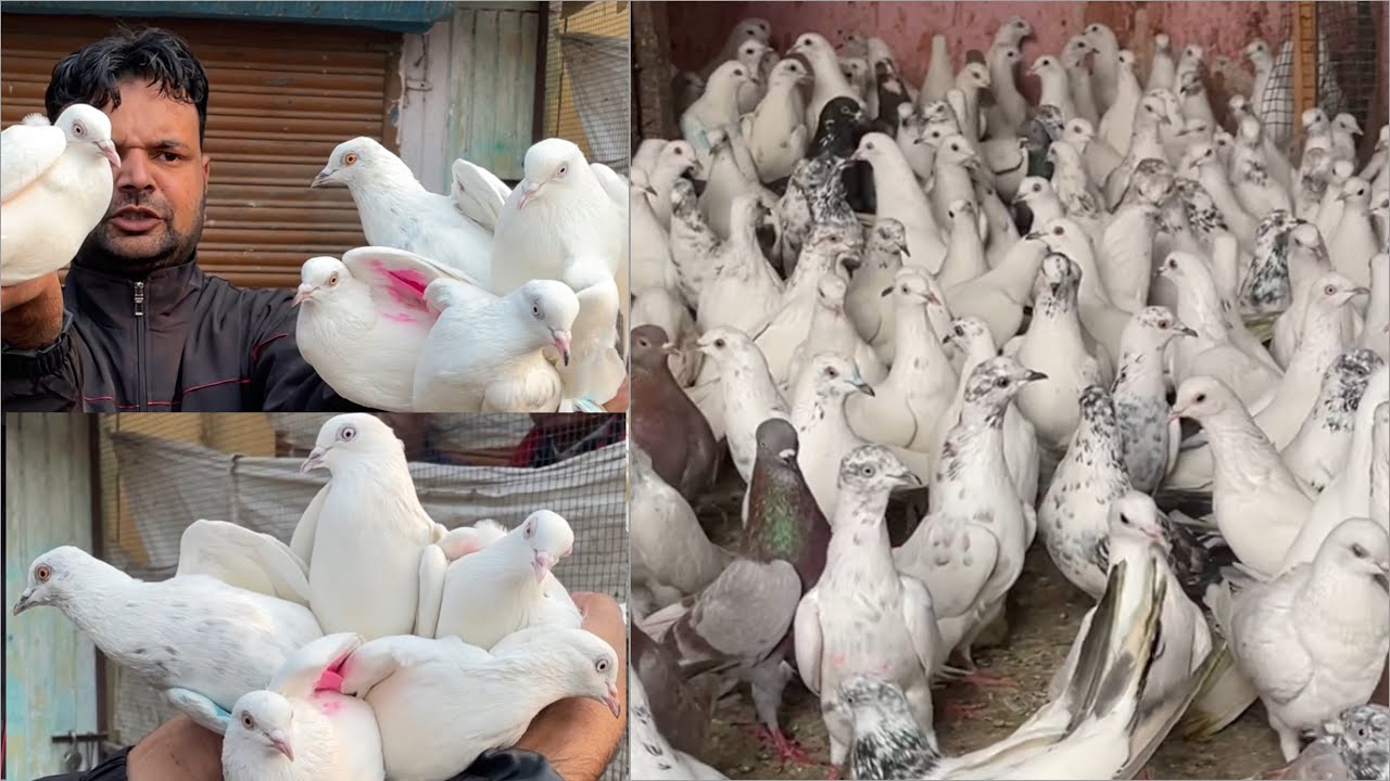 Shazad loni kabutar shop kabootar market loni sehzad pet shop Delhi white pigeons