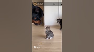 HUGE Dog Barks at Kitten... and feels bad LOL 😱 #cats #ring #cctv  #catlovers #animallovers #funny