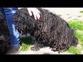 NEGLECTED PULI Transformation (Horrible Condition)