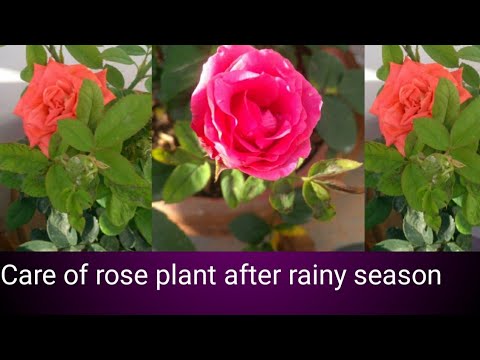 Video: Plant Pioene In September