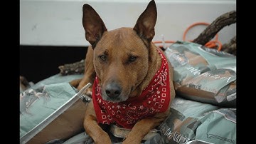 Texas HIST 2301 Texas Revolution Lecture