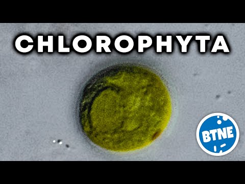 Video: Chlorophyta Ja Charophyta Ero