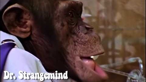 Lancelot Link: Secret Chimp May 29th Video from Original ABC Masters!