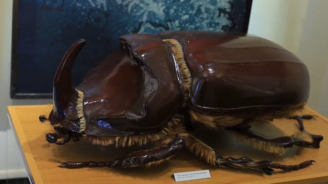 В Красноярске открылась необычная выставка «Кунсткамера»