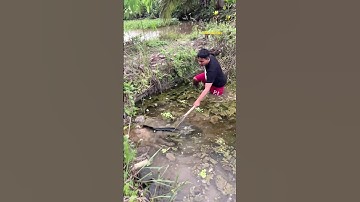 Cá Lớn - bắt Cá Lóc Bông Khủng bằng vợt 😱 #khacthuyvlogg