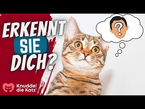 Video: Was sind Katzen mit 6 Toes Called?