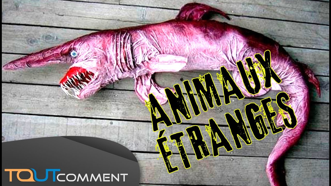Les Animaux Les Plus étranges Du Monde Strangest Animals On Earth