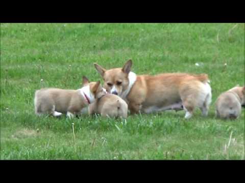 corgi puppies playing