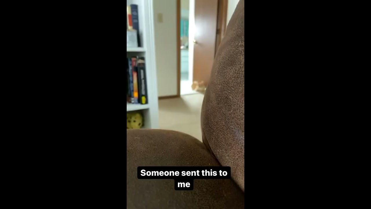 Cat Jumpscare Horror Creepy Scary Fnaf Funny