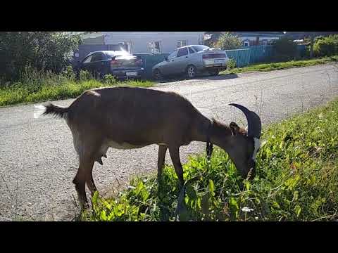 Видео: Как да хванем своенравна крава или коза