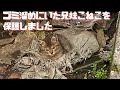 続 ゴミ溜めにいたきょうだい子猫を保護しました。